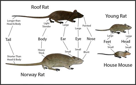 norway rat size comparison
